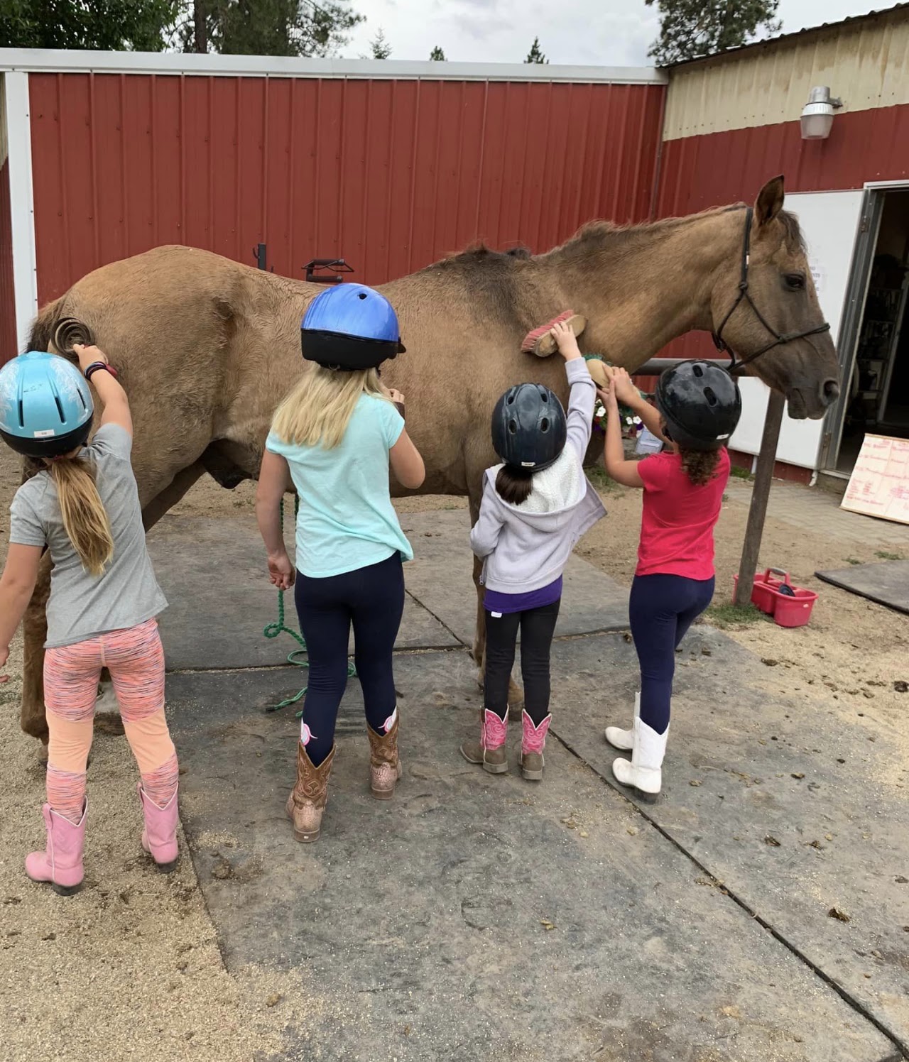 Horse training
